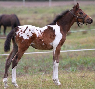 Pintaloos Horse of ISHR .